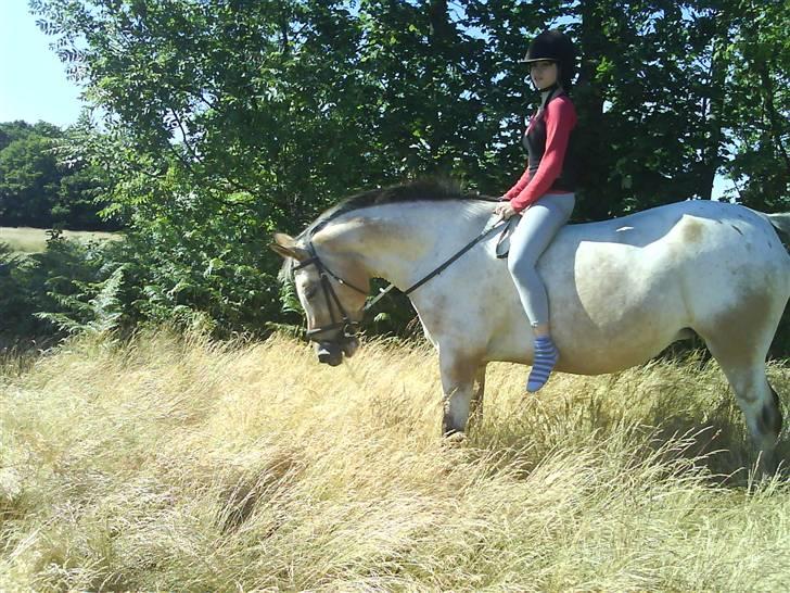 Anden særlig race Chumin Daverhøj. billede 4