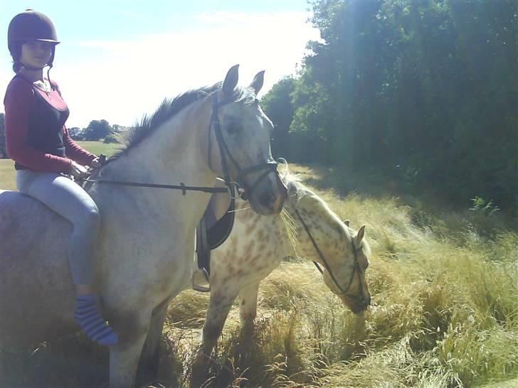 Anden særlig race Chumin Daverhøj. billede 5