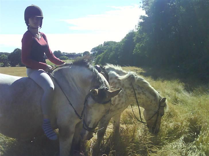Anden særlig race Chumin Daverhøj. billede 6