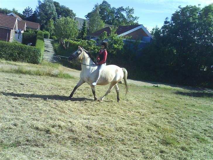 Anden særlig race Chumin Daverhøj. billede 7