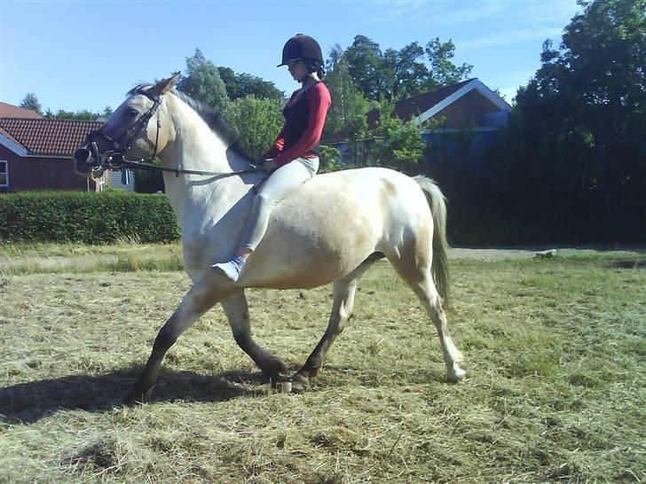 Anden særlig race Chumin Daverhøj. billede 8
