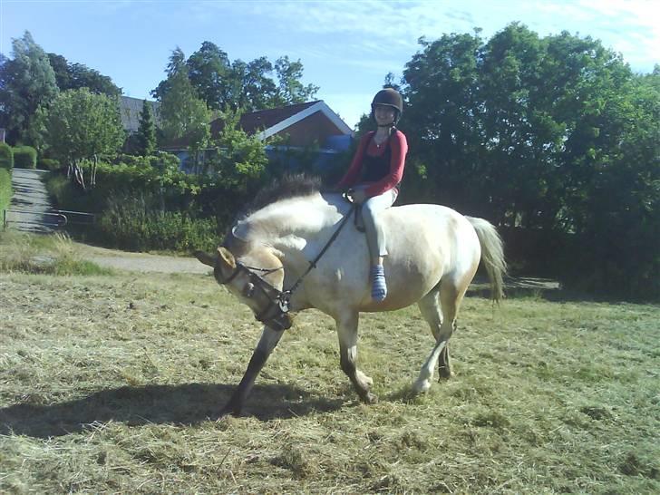 Anden særlig race Chumin Daverhøj. billede 10