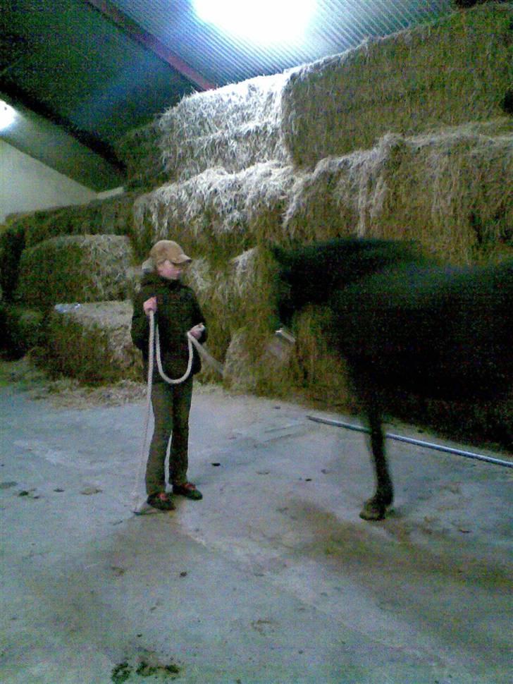Dansk Varmblod Ishta - min hest har kun 1 ben heeh.......XD >>foto Jacqueline<< billede 5
