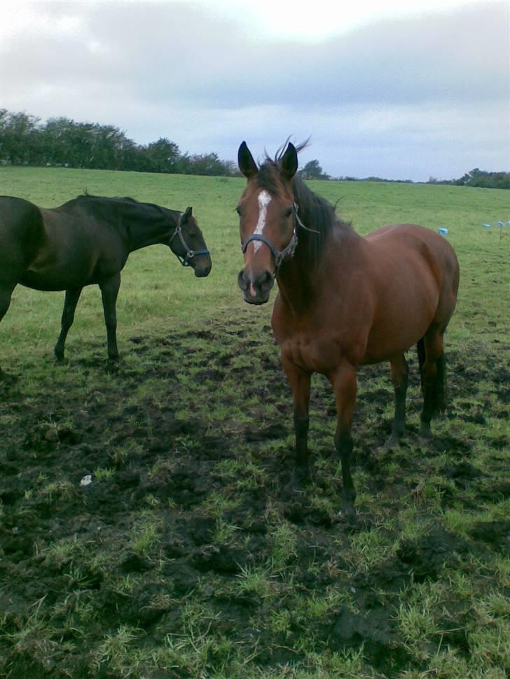 Fuldblod (XX) Blue Line Lady - smukke blue<333 billede 8