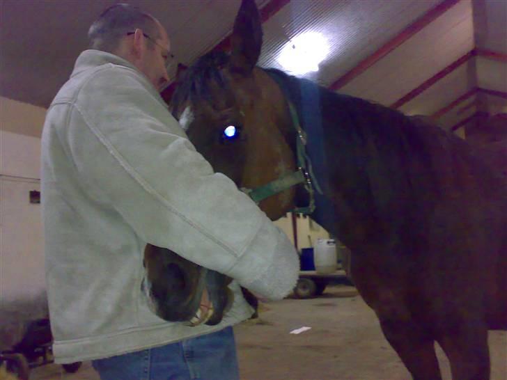 Fuldblod (XX) Blue Line Lady - her er smukke pigen bedøvet  pga. hovbyld=`( billede 9