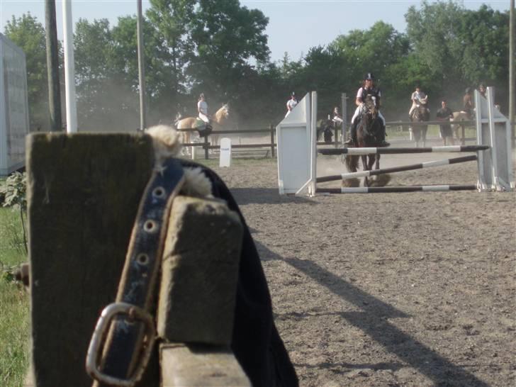 Dansk Varmblod Komet **SOLGT** billede 17