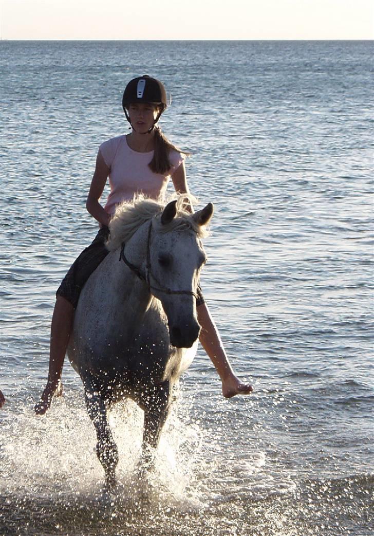 Shagya Araber (SH) Arabiens Mahayia - min elsked sø hest bader på stranden ^^ <3 billede 3