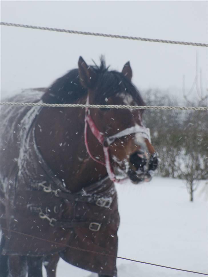 Anden særlig race Muskas - Velkommen ;-). billede 1