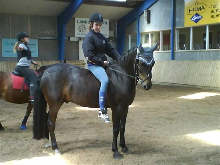 Connemara Benn. - 5# Benn oq jeg dagen før THr stævnet vi skulle lige have krudtet diq lidt af<33 billede 5