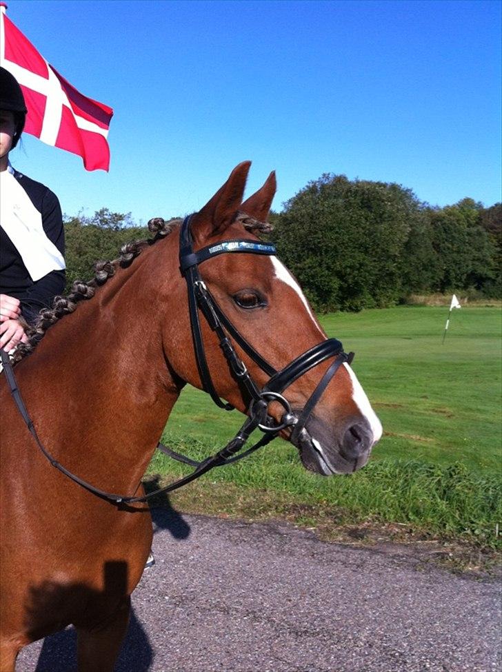 Hollandsk Sportspony Luna Stauslykke - smukke luna! billede 3