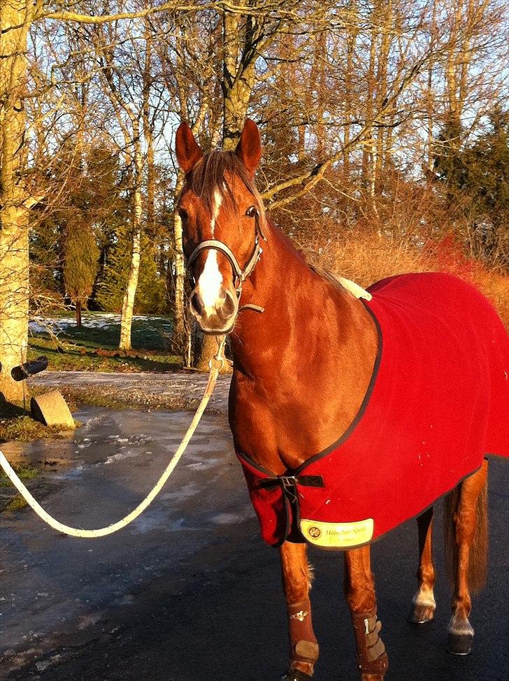 Hollandsk Sportspony Luna Stauslykke - 2 Januar 2011.. - min fantastiske pony! billede 5