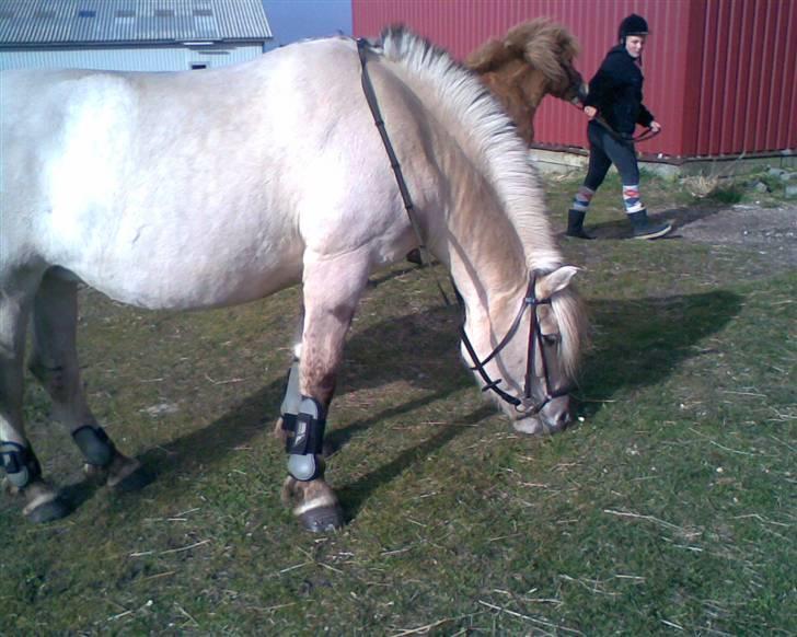 Fjordhest Musti Tyler - Nr. 14 Har lige været ude og ride for første gang i naturen efter uheldet  Foto: Mig (billede 14) billede 14