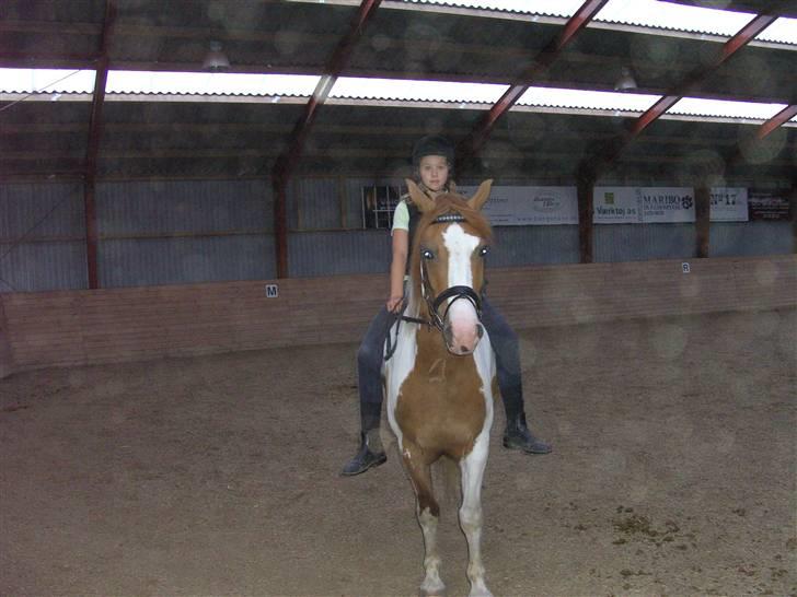 Pinto Indiana Jones Solgt:'( - miig og indi et par dage efter jeg fik ham:-) billede 9