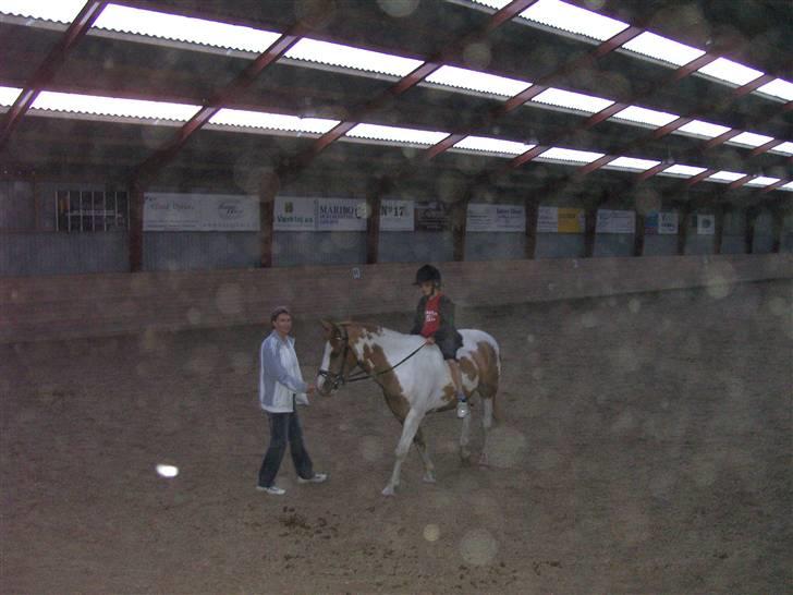 Pinto Indiana Jones Solgt:'( - jaa, han kan da også gå med min lillebror:-o billede 10