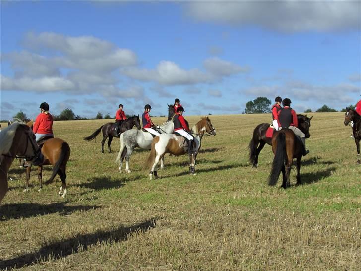 Pinto Indiana Jones Solgt:'( - klar til jagten billede 11