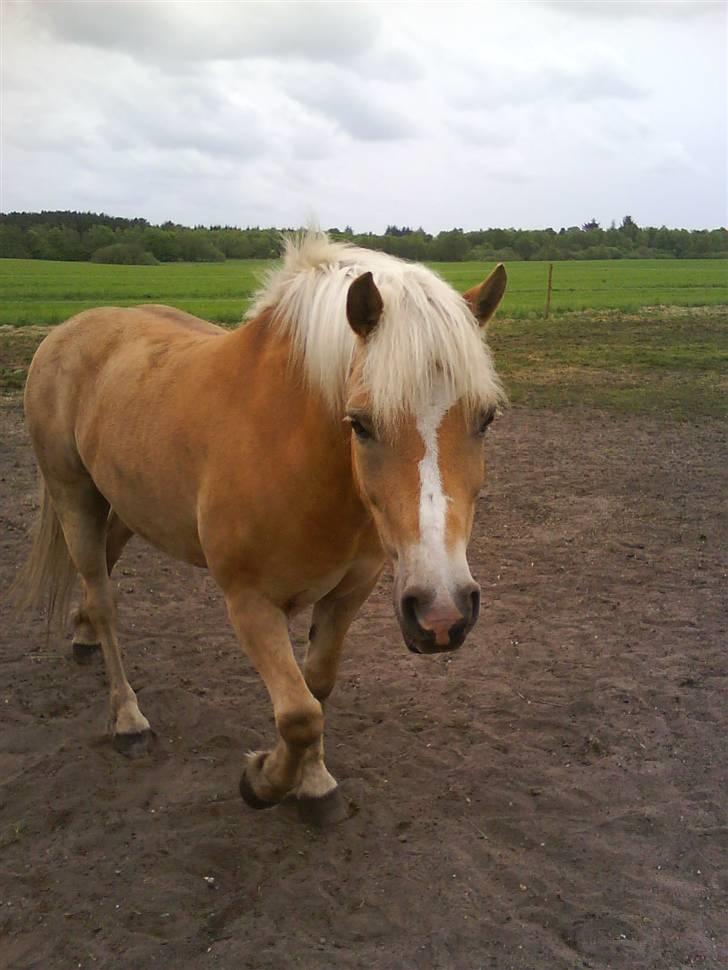 Haflinger |Elvis| solgt:'(. -  9) dejligeste pony(; nyt billede 9
