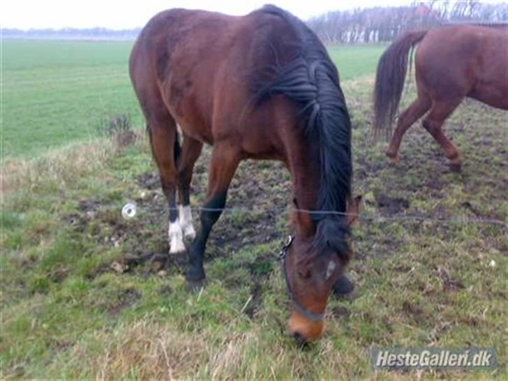 Anden særlig race Dranella billede 1