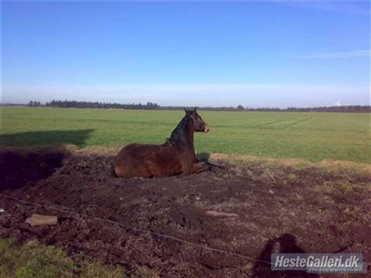 Anden særlig race Dranella billede 2
