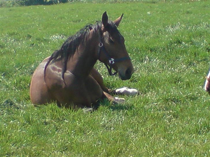 Anden særlig race Dranella billede 3