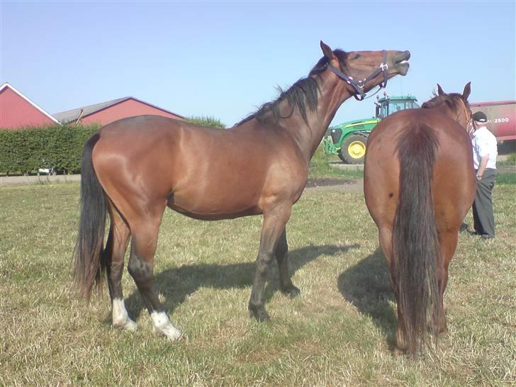 Anden særlig race Dranella billede 4