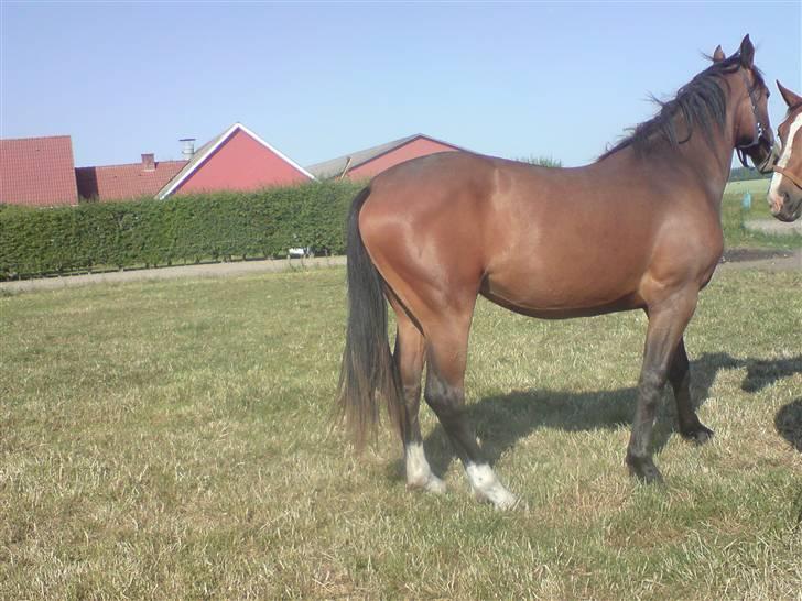 Anden særlig race Dranella billede 5