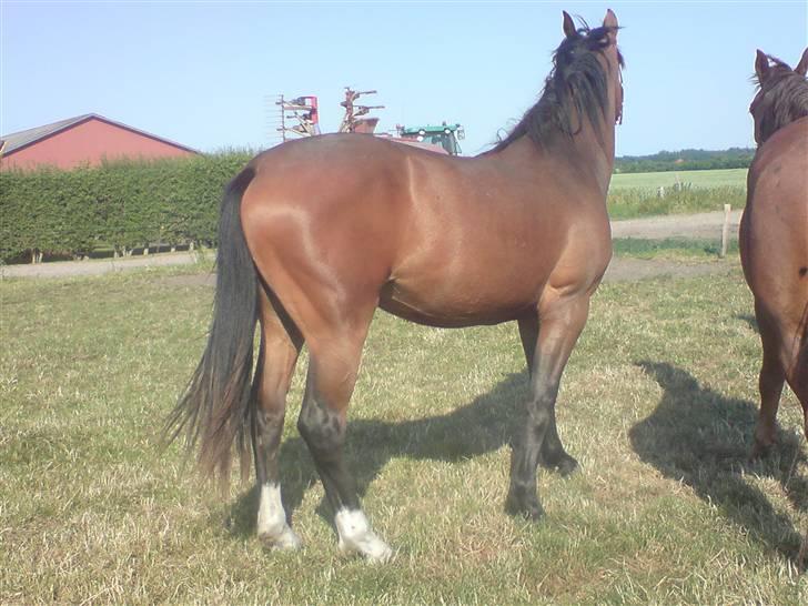 Anden særlig race Dranella billede 6