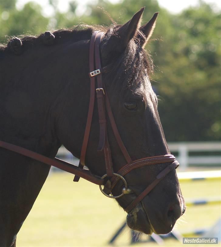 Anden særlig race Torpegårds Master  - vores første c-stævne i bording - 2. plads billede 2