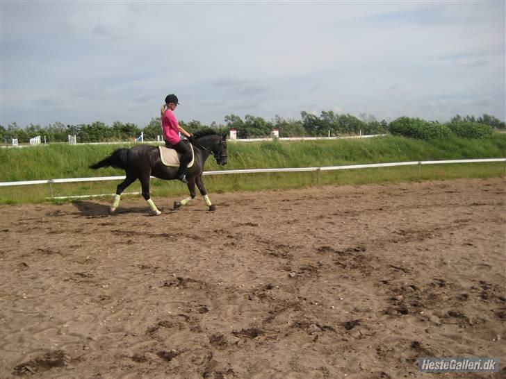 Anden særlig race Torpegårds Master  - dressur træning billede 3