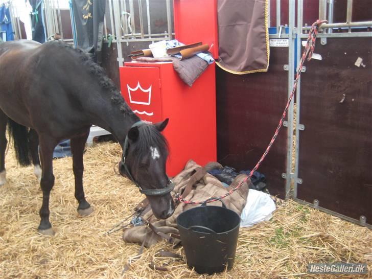Anden særlig race Torpegårds Master  - nysgerrig i stalden på mors 08 billede 4