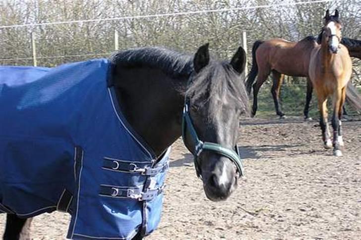 Anden særlig race Torpegårds Master  - hygge på folden billede 5