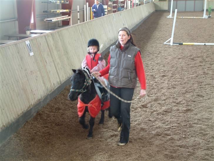 Shetlænder enzo -byggemand bob billede 1
