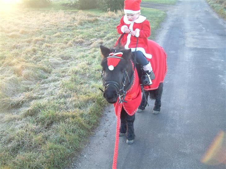 Shetlænder enzo -byggemand bob billede 2