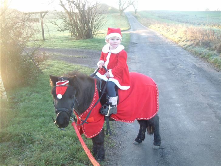 Shetlænder enzo -byggemand bob billede 3
