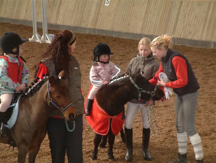 Shetlænder enzo -byggemand bob billede 4