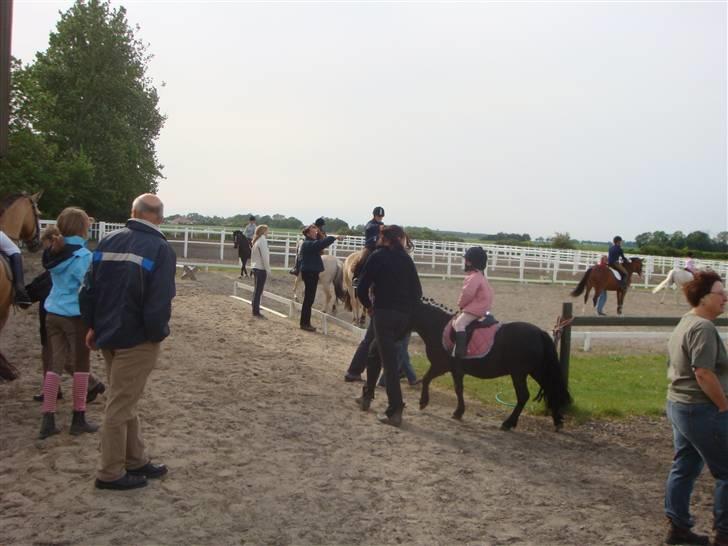 Shetlænder enzo -byggemand bob billede 5