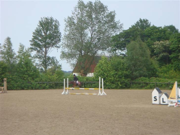 Welsh Pony af Cob-type (sec C) starlight-hanibal billede 2