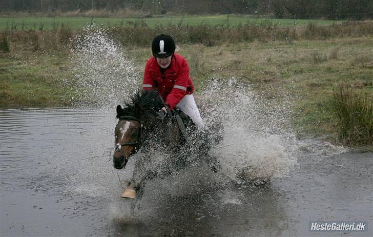 Welsh Pony (sec B) Bjerregaards Evelyn - En ægte bøllemis ;D billede 2