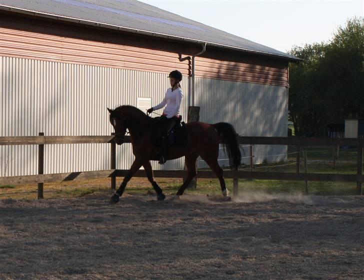 Arabisk fuldblod (OX) Zanishas Pride - fin dressurhest her billede 2