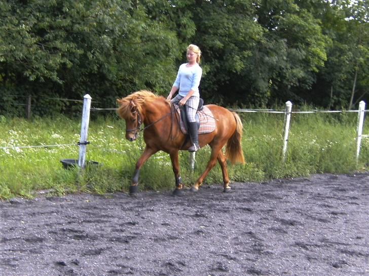 Anden særlig race Flika (SOLGT) - rider dressur over ved silke(Ingen komentager at jeg ikke har ridehjeml på!) billede 10