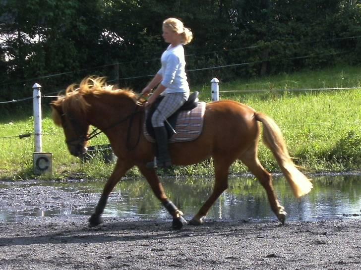 Anden særlig race Flika (SOLGT) - (Ingen komentager at jeg ikke har ridehjeml på!) billede 11