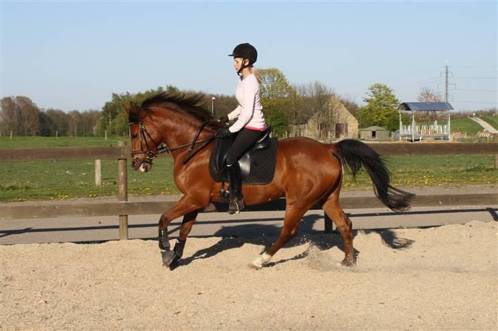 Arabisk fuldblod (OX) Zanishas Pride - os i en galop - ser mere kontrolleret ud end det er! billede 5