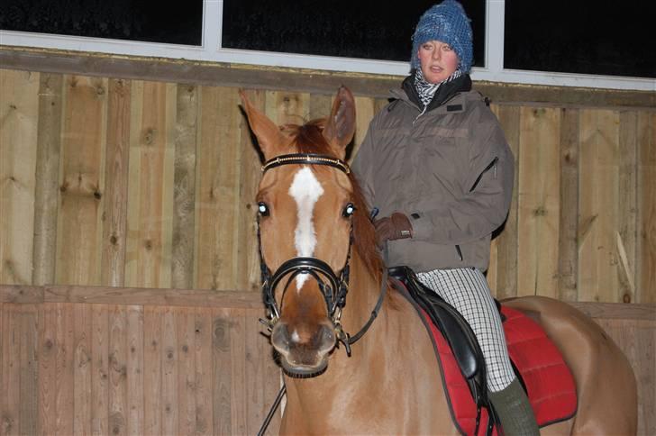 Dansk Varmblod De Lupino - De Lupino <3 Foto: Simone Lykke Hansen. billede 1