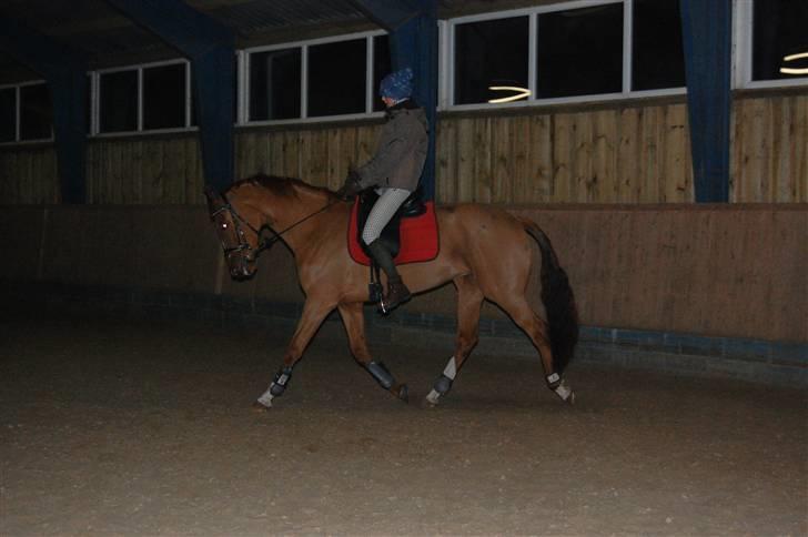 Dansk Varmblod De Lupino - Smukke <3! billede 2