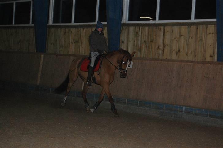 Dansk Varmblod De Lupino billede 3