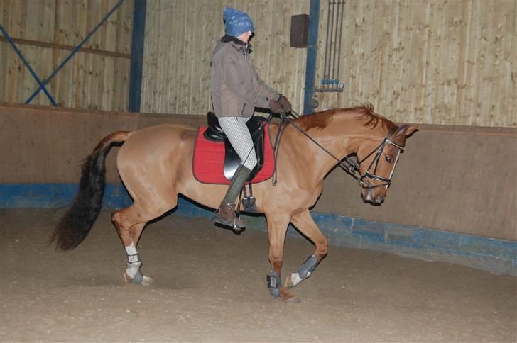 Dansk Varmblod De Lupino billede 4