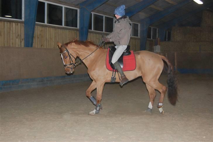 Dansk Varmblod De Lupino billede 5