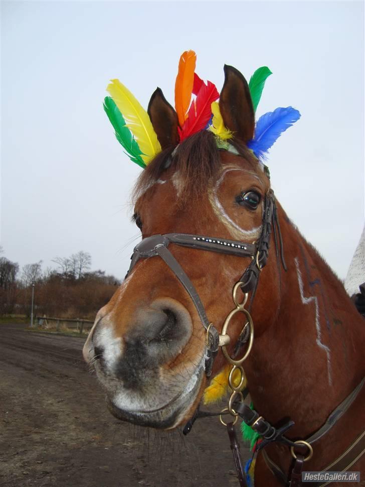 Arabisk fuldblod (OX) Zanishas Pride - fastelavnssprigning - min frække hest ;O) billede 10