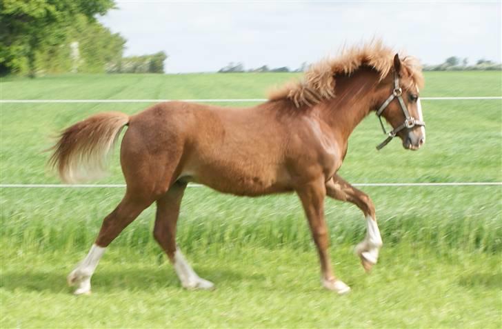 Welsh Cob (sec D) skovsmindes Sympathizer - 22.05.2009 billede 16
