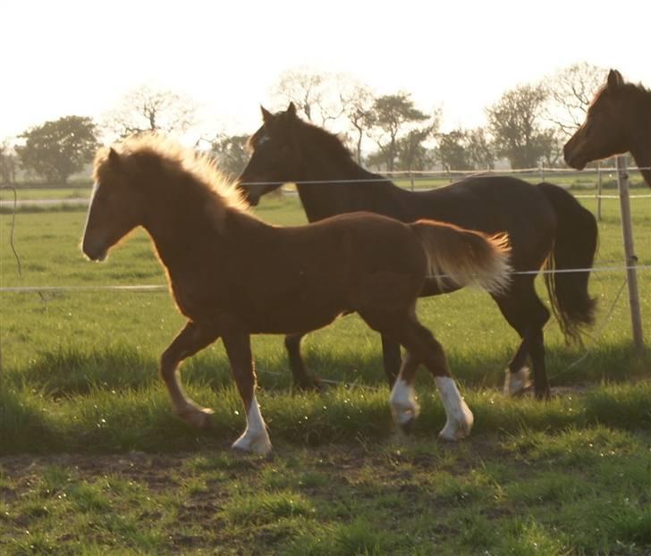 Welsh Cob (sec D) skovsmindes Sympathizer - April 2009 billede 17
