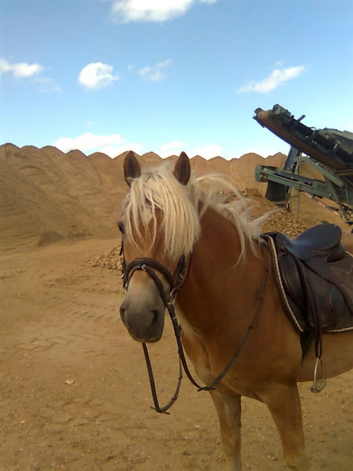 Haflinger Kløvs Wito gammel part:'( - Wito i grusgraven.(: vi elsker at skridte ehn tur i grustgraven efter den hårde træning. billede 3